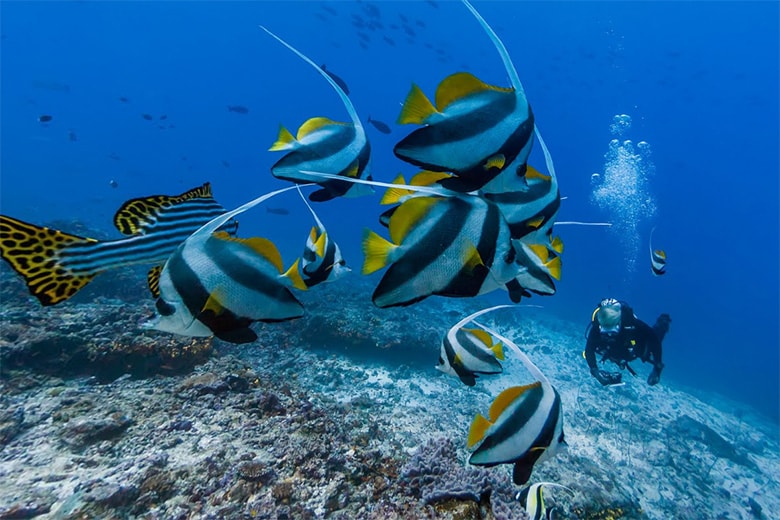 Google Street View Explores Oceans for World Oceans Day