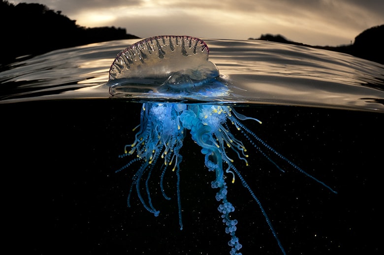 Rare Sea Creature "Over/Under" Photo Series by Matty Smith