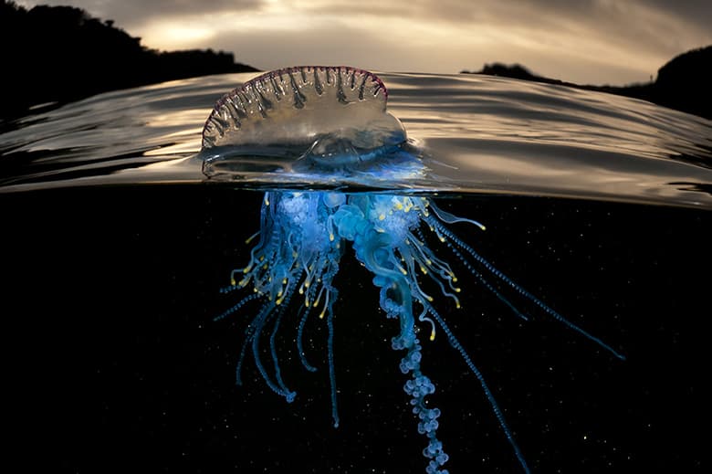 Rare Sea Creature "Over/Under" Photo Series by Matty Smith