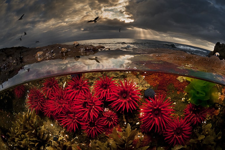 Rare Sea Creature "Over/Under" Photo Series by Matty Smith