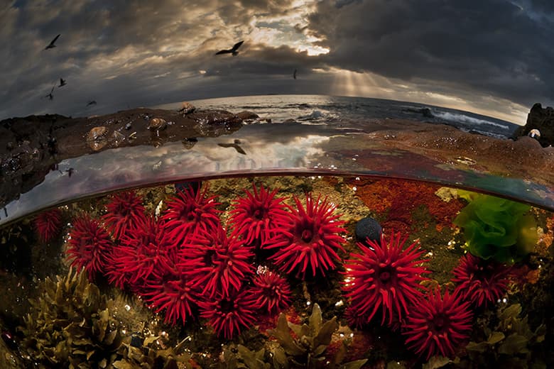 Rare Sea Creature "Over/Under" Photo Series by Matty Smith