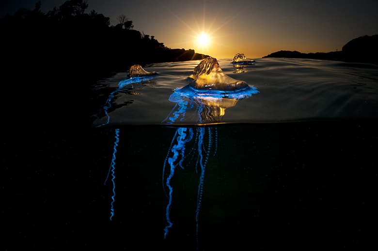 Rare Sea Creature "Over/Under" Photo Series by Matty Smith