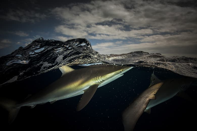 Rare Sea Creature "Over/Under" Photo Series by Matty Smith