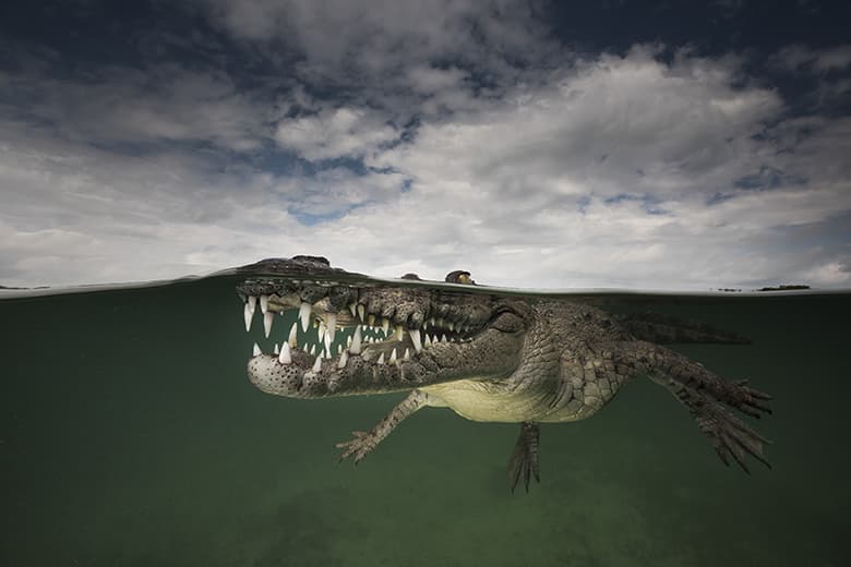 Rare Sea Creature "Over/Under" Photo Series by Matty Smith