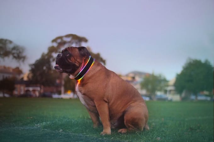 Buddy: The Activity Tracking, Geolocating, Next-Gen Collar for Your Pet