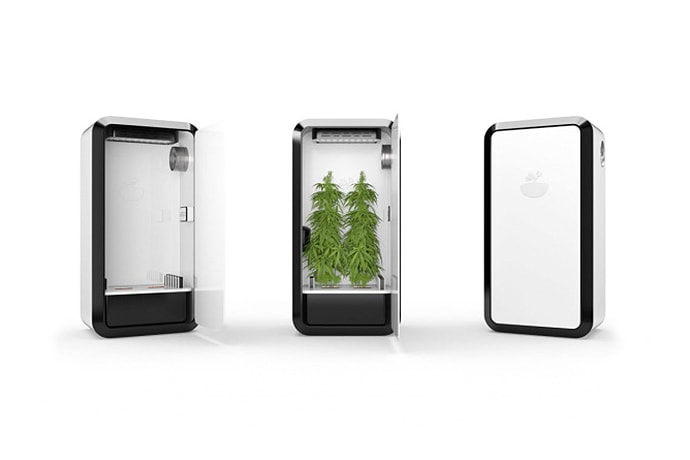 Leaf Cannabis Home Growing System Marijuana