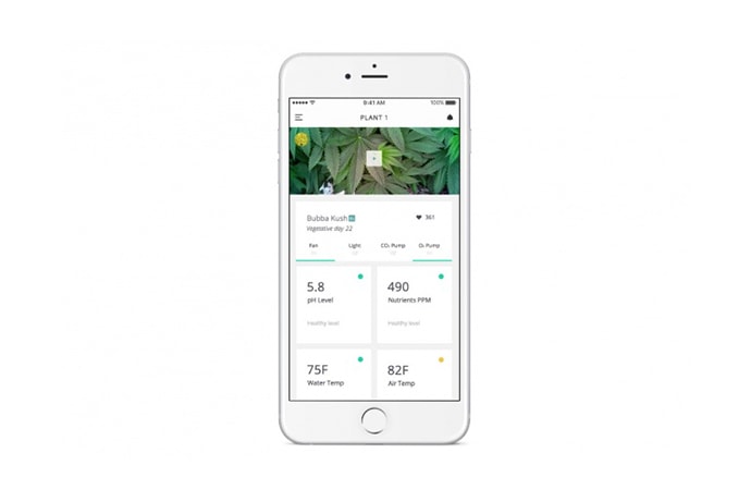 Leaf Cannabis Home Growing System Marijuana