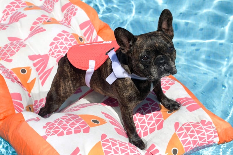 BYOB by KARA Leads to Creation of the Doggy Bag