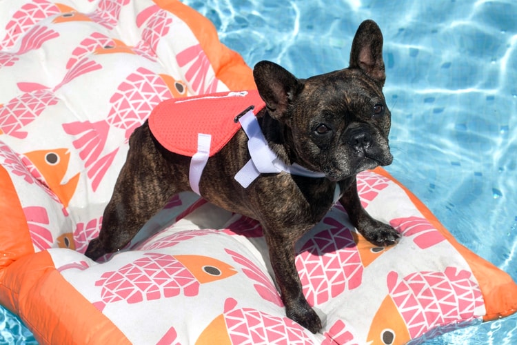 BYOB by KARA Leads to Creation of the Doggy Bag