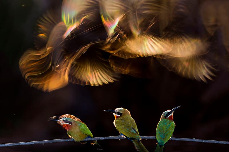 2015 National Geographic Photo Contest Winners