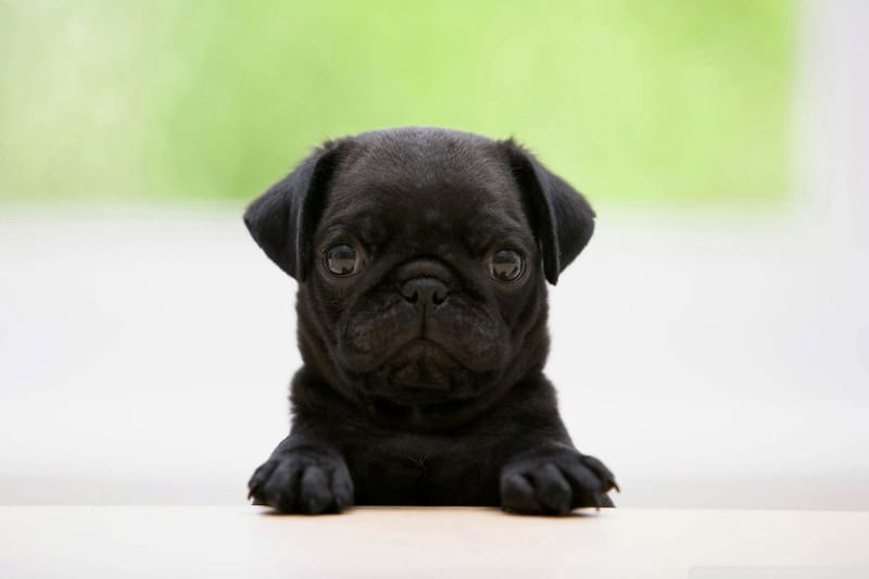 Uber Will Now Deliver Puppies to Hang out With You, in Addition to Other Super Bowl Specials