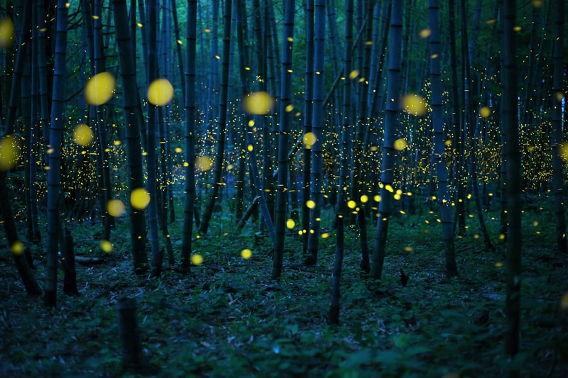 2016 Sony World Photography Awards