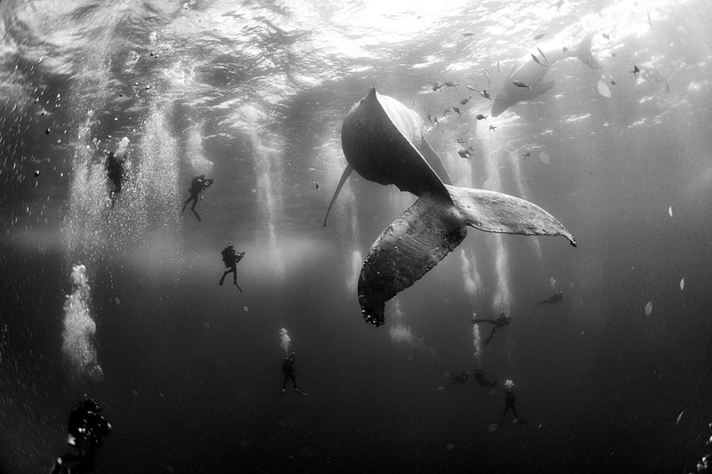 2016 World Press Photo Contest Winners