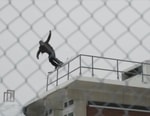 Urban Skiing in the Streets of Boston