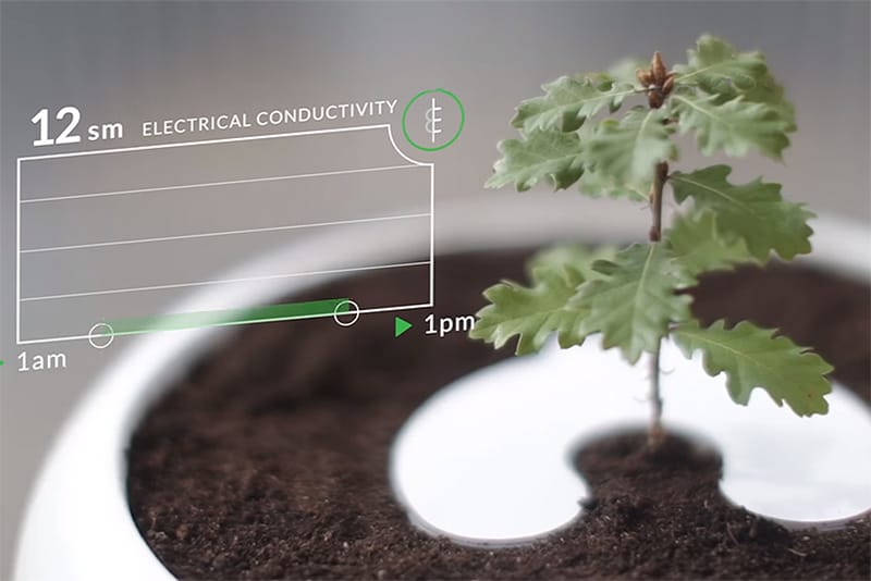 Use a Loved One's Ashes to Grow a Tree