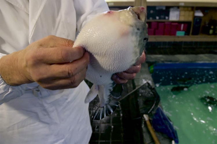 This Is How You Prepare the Poisonous Puffer Fish for a Meal