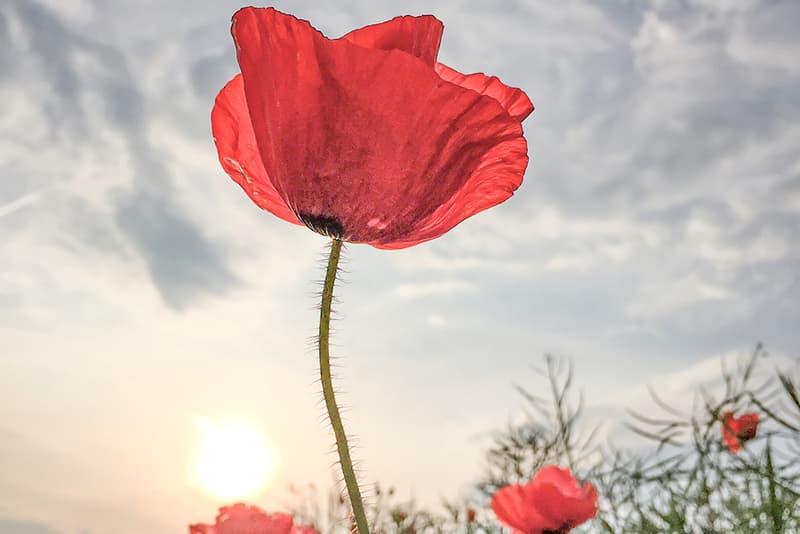 Winning Images of the 2016 iPhone Photography Awards