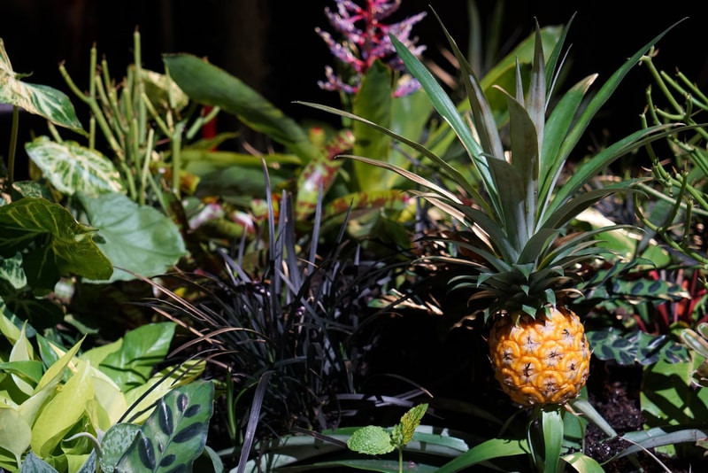New York City Lowline Underground Park