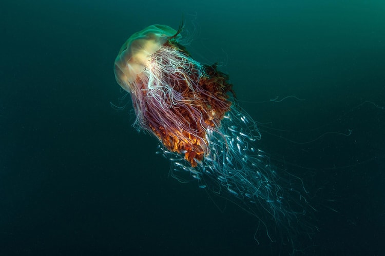 Check out the Winners of the 2016 British Wildlife Photography Awards