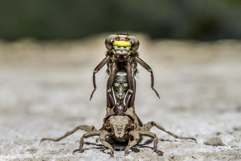 2016 British Wildlife Photography Awards