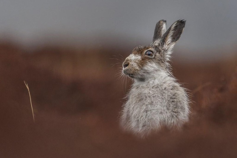 2016 British Wildlife Photography Awards