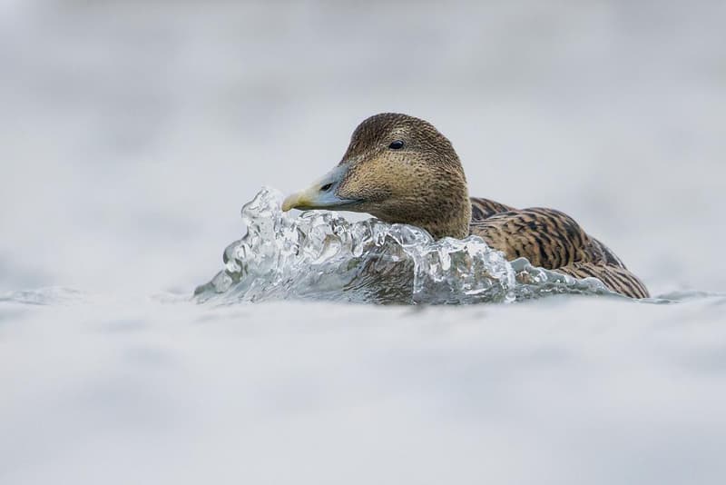 2016 British Wildlife Photography Awards