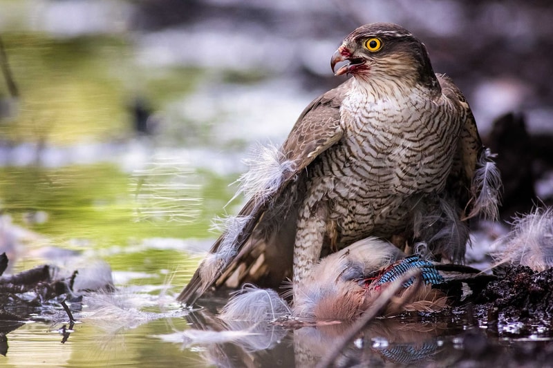 2016 British Wildlife Photography Awards