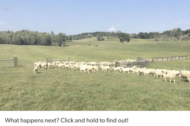 Tumblr Introduces Live Photos to the Web