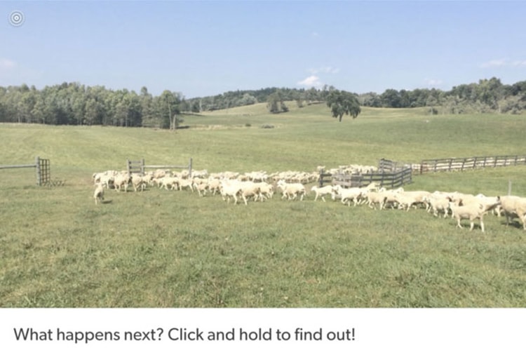 Tumblr Introduces Live Photos to the Web