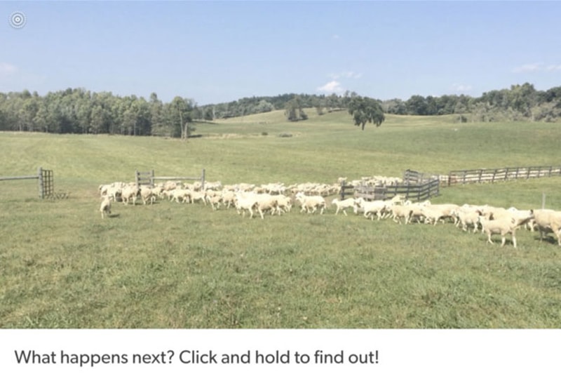 Tumblr Live Photos Sheep