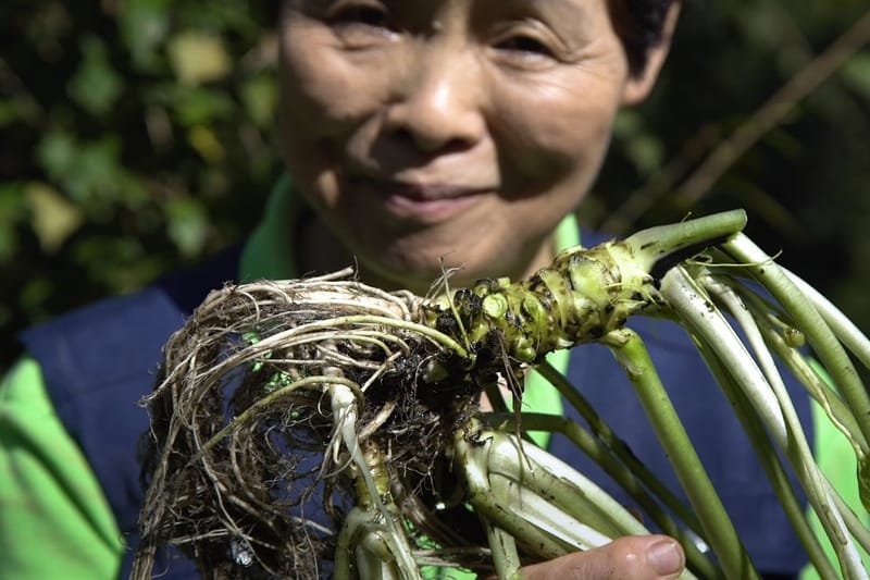 This Captivating Video Portrays the Pains of Cultivating Real Wasabi 