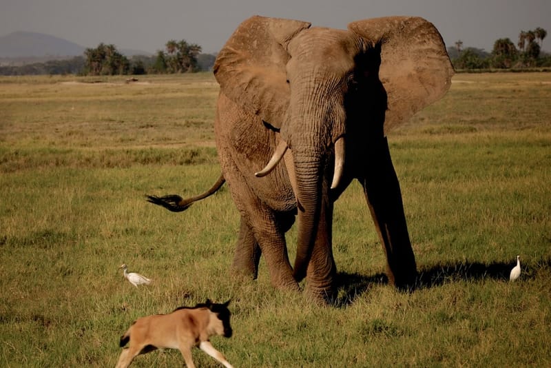 Discover the Crime-Ridden World of Ivory Trafficking in 'The Ivory Game'