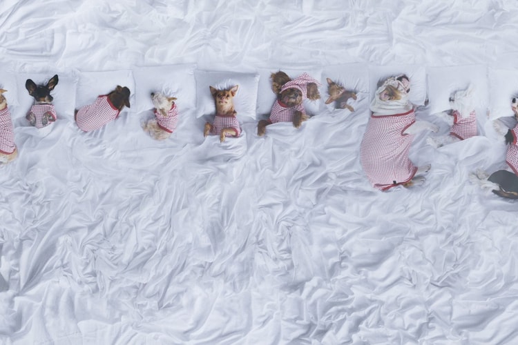 Kanye West's "Famous" Video Gets a Puppy Parody by (RED) to Raise AIDS/HIV Awareness