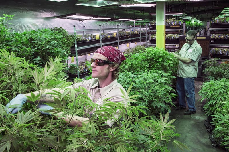 Marijuana Sales Topped $6.7 Billion USD in 2016 