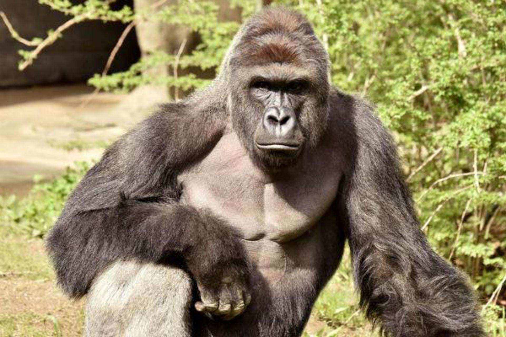 Harambe-Shaped Cheeto Sells on eBay for Nearly $100,000 USD Gorilla Monkey Cincinnati Zoo