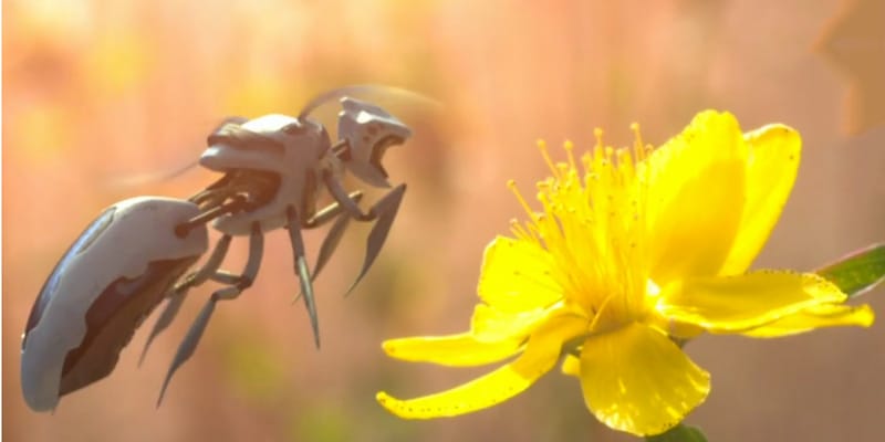 black bee drones