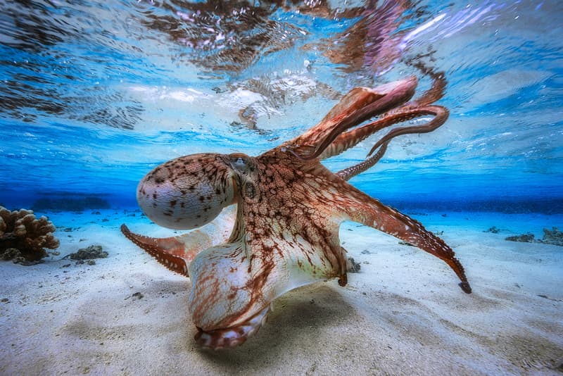 Underground Photographer of the Year Winners 2017 Octopus