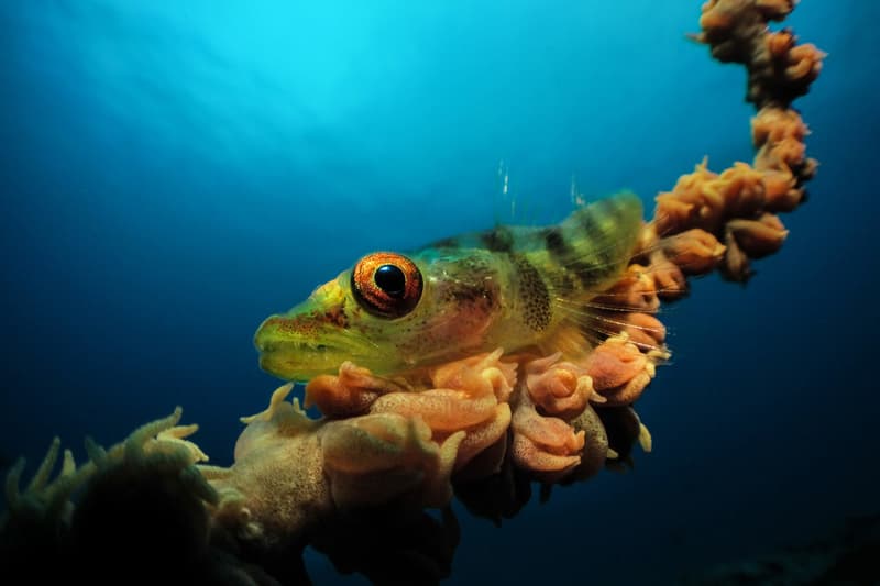 Underground Photographer of the Year Winners 2017 Octopus