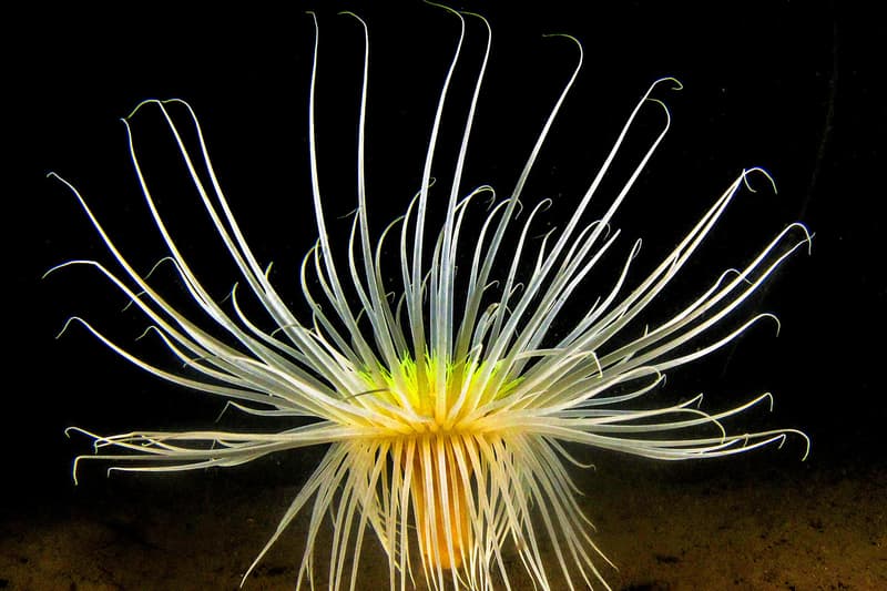 Underground Photographer of the Year Winners 2017 Octopus