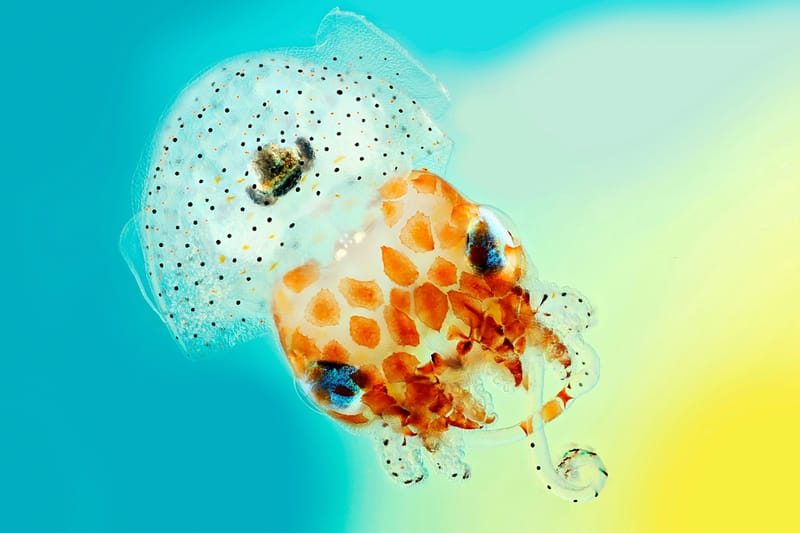 These Spectacular Science Photos of Life Raise the Bar on Photography