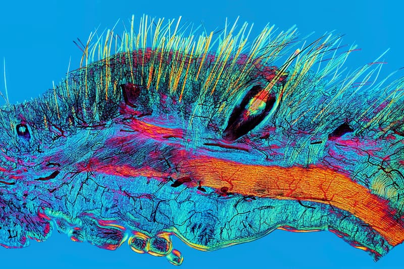 Best Science Photos of 2017