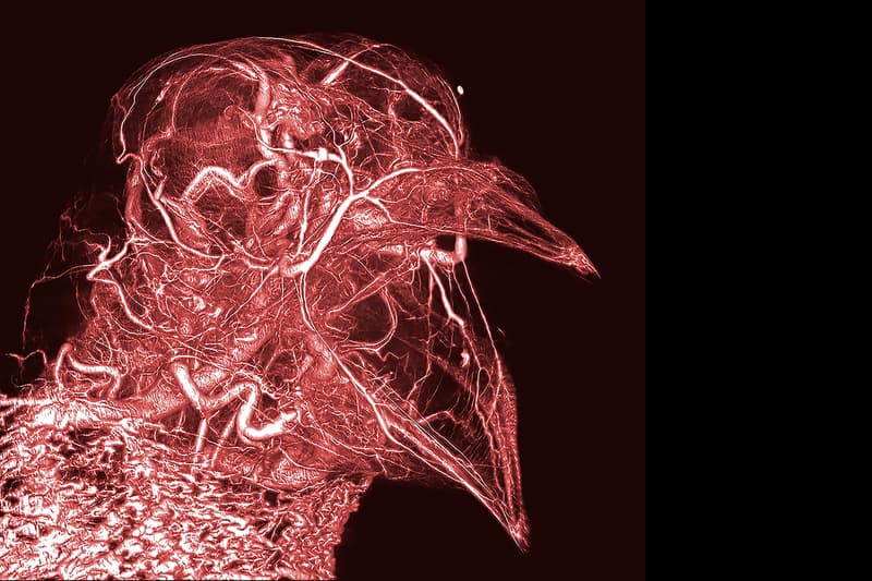 Best Science Photos of 2017