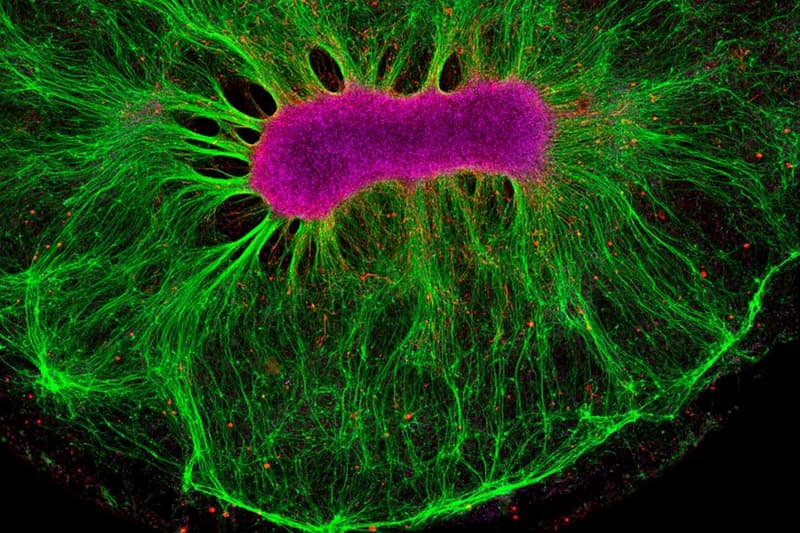 Best Science Photos of 2017