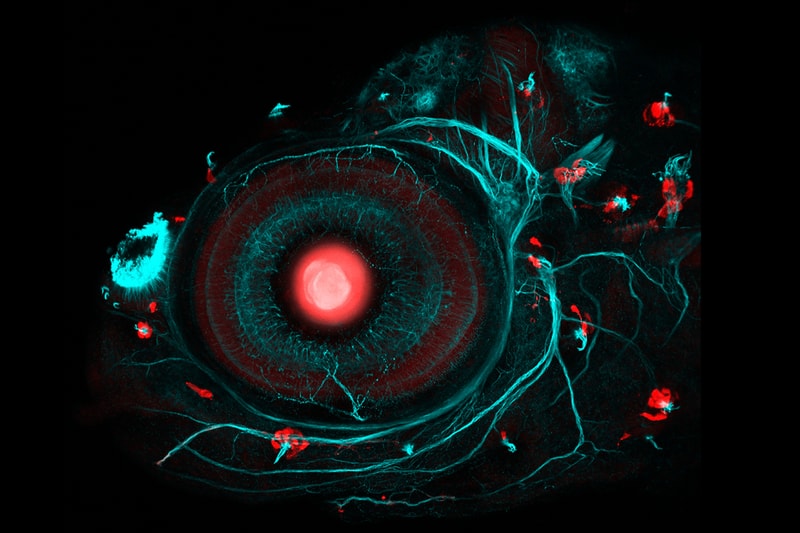 Best Science Photos of 2017