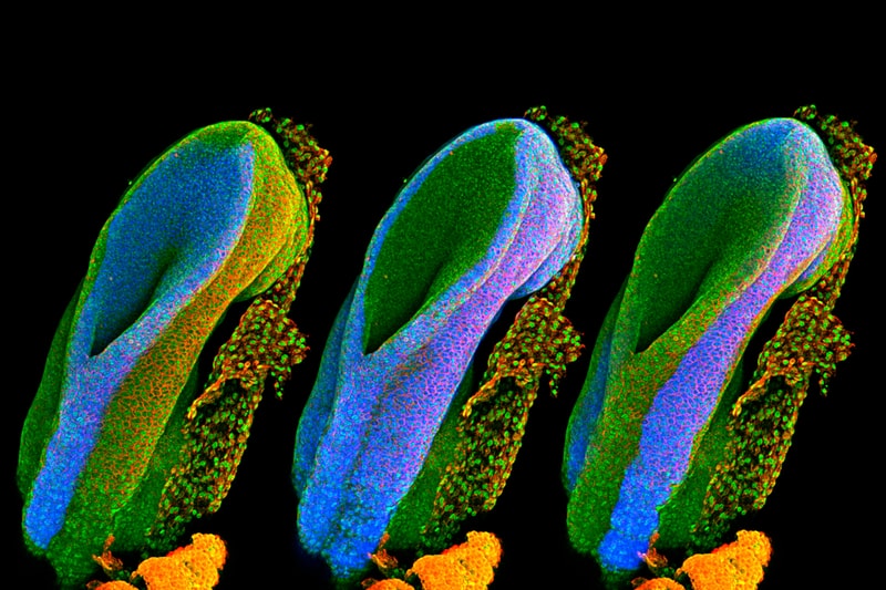 Best Science Photos of 2017