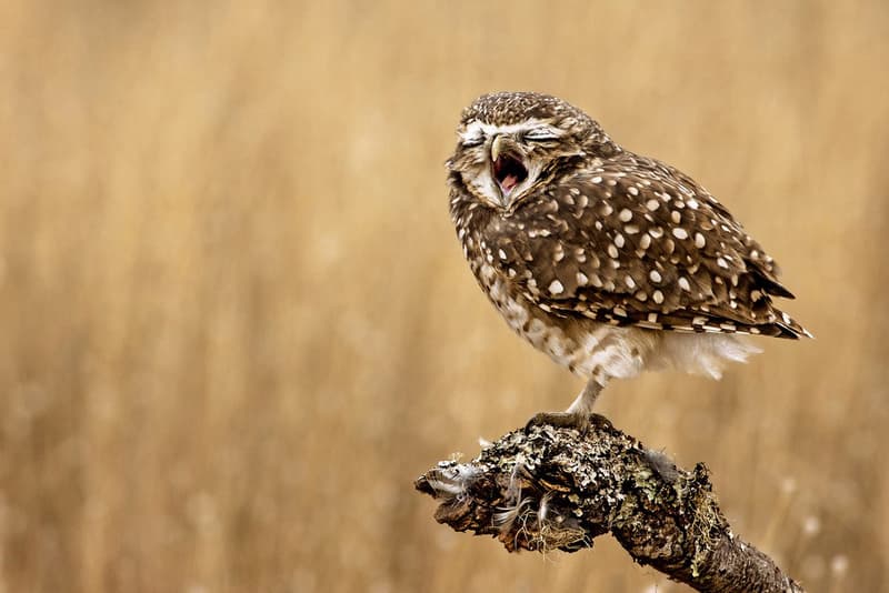 Smithsonian Readers Choice Awards Finalists Photo Contest