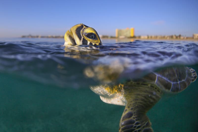 Smithsonian Readers Choice Awards Finalists Photo Contest