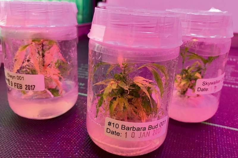 Juergen Teller 'System' Magazine Marijuana Shoot Rihanna Cancel