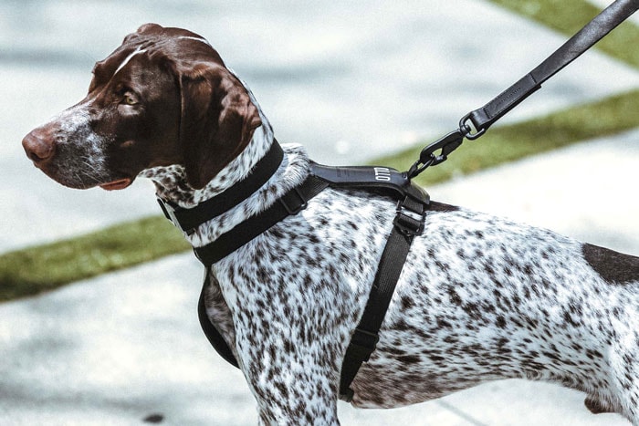KILLSPENCER Launches a Collection of Quality-Driven Dog Accessories