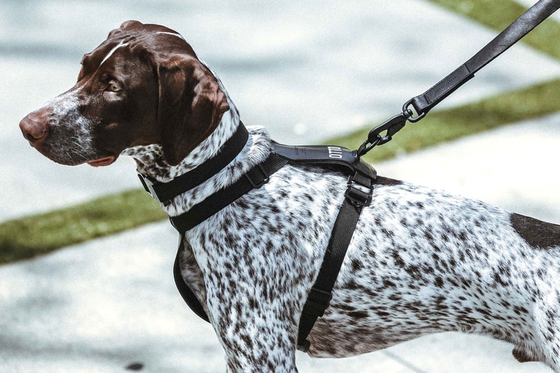 KILLSPENCER Dog Accessories Collection